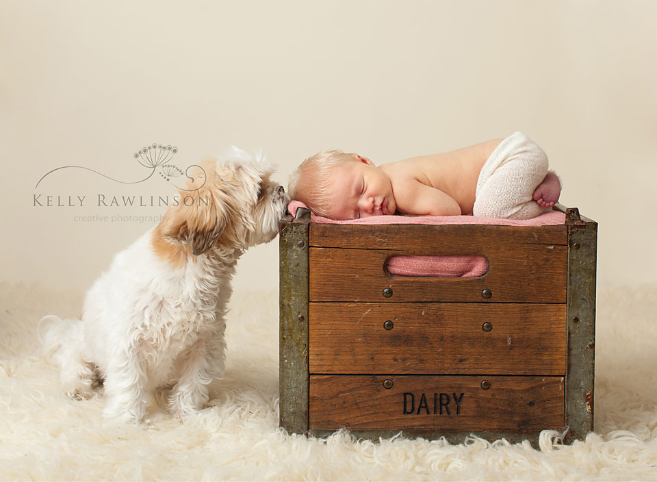 newborn-with-dog-ShihTzu