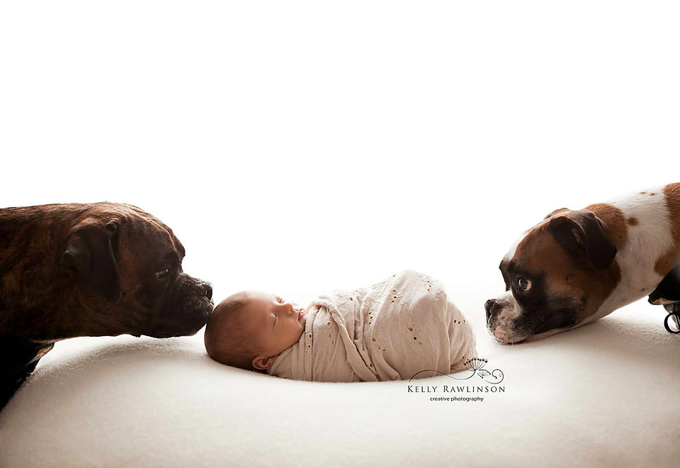 Boxers with new baby